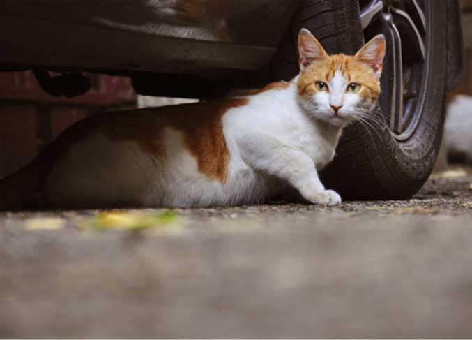 Orange and white cat under car